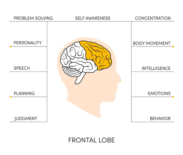 Vue Profil Cerveau Humain Lobes Cerveau Peints Différentes Couleurs Illustration — Image vectorielle