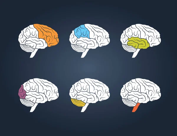 Profilansicht Eines Menschlichen Gehirns Hirnlappen Verschiedenen Farben Bemalt Vektorillustration — Stockvektor