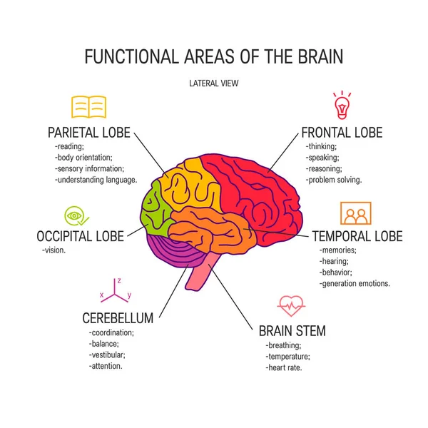 Conceito de vetor cerebral humano — Vetor de Stock