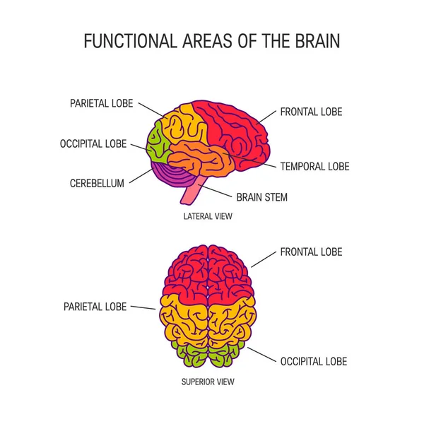 Conceito de vetor cerebral humano Ilustrações De Stock Royalty-Free