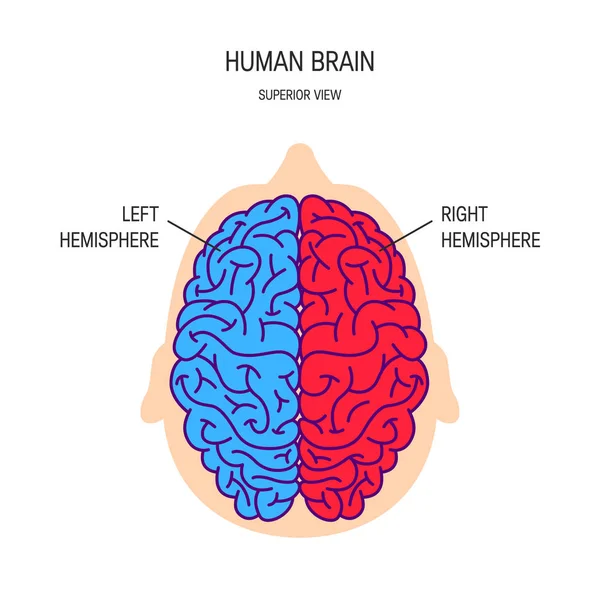 Concepto de vector cerebral humano — Vector de stock