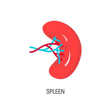 Spleen vector illustration clipart