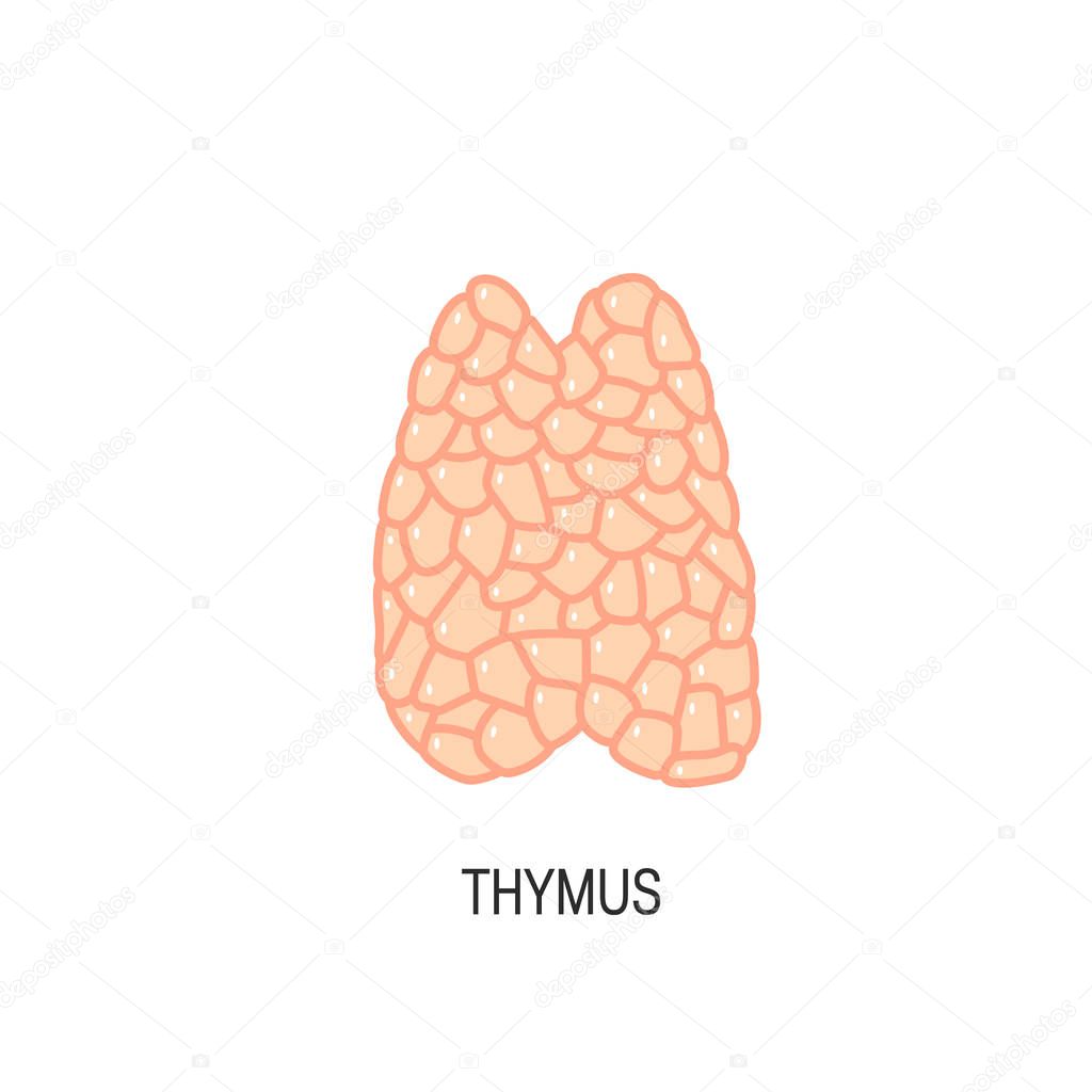 Thymus vector illustration