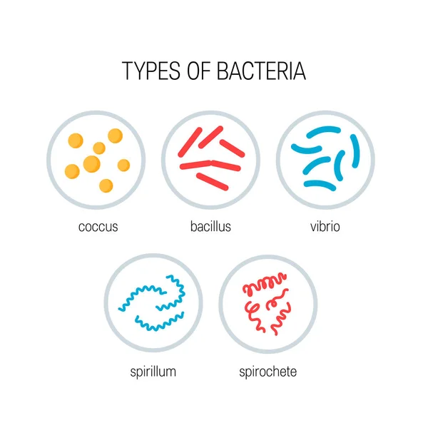 Types Bacteria Concept Colored Vector Icons Flat Style — Stock Vector