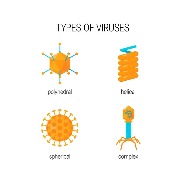 Arten von Viren Vektorkonzept — Stockvektor