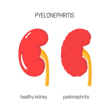 Sağlıklı böbrekler vektör