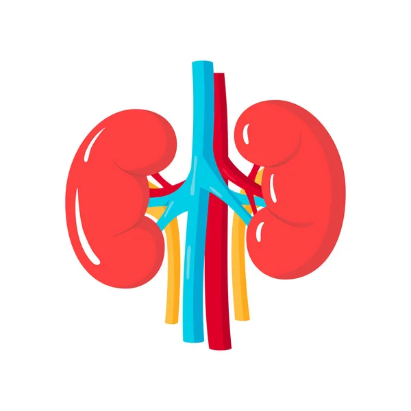 Healthy kidneys vector — Stock Vector