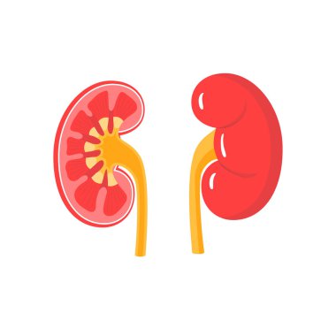 Sağlıklı böbrekler vektör