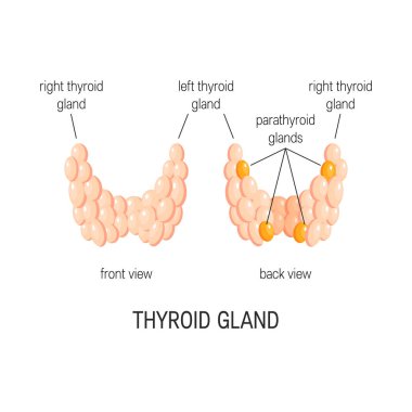 Tiroid bezi vektör
