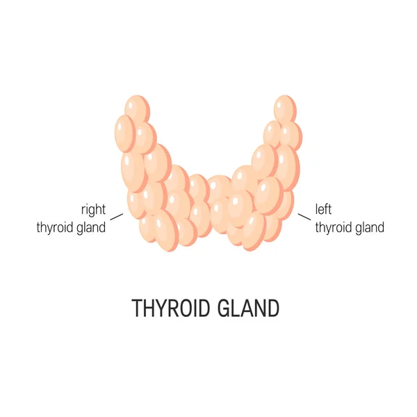 Thyroid gland vector — Stock Vector