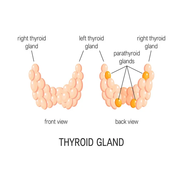 Vector de la glándula tiroides — Vector de stock