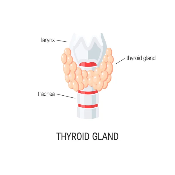 Thyroid gland vector — Stock Vector