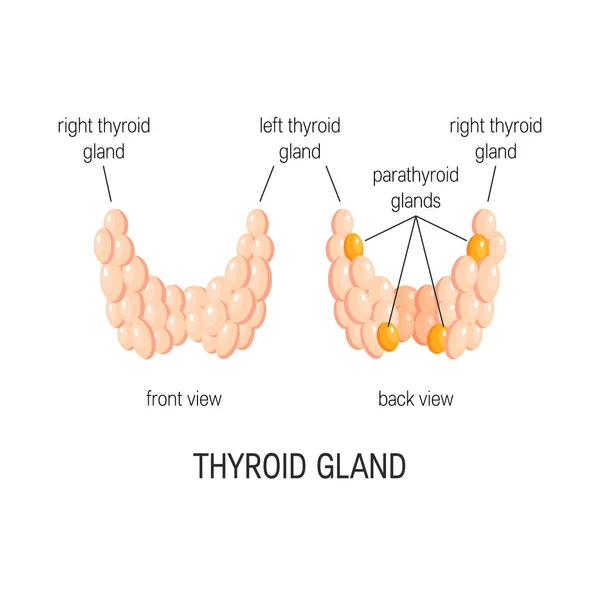Vetor da glândula tireóide Gráficos De Vetores