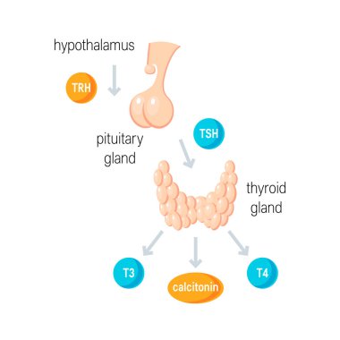 Thyroid hormones vector clipart