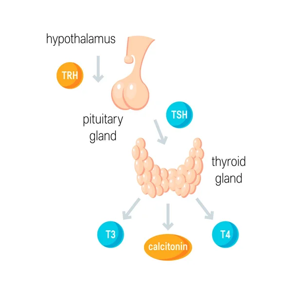 Vettore degli ormoni tiroidei — Vettoriale Stock