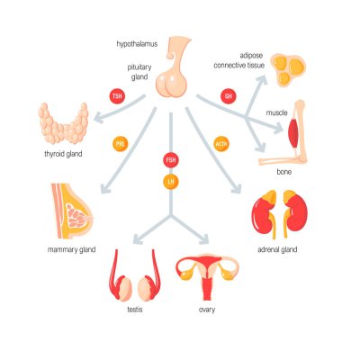 Function of endocrine system. Simple vector infographic in flat style clipart