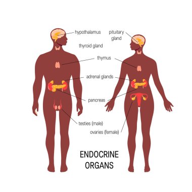 Erkek endokrin organ. Basit vektör Infographic düz tarzı
