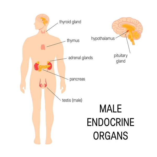 Órganos endocrinos masculinos. Infografía vectorial simple en estilo plano — Vector de stock