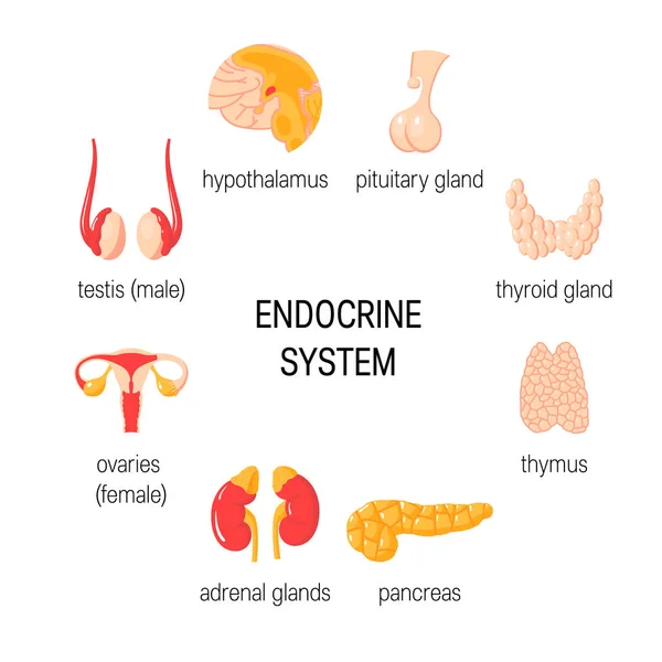 Conjunto de órganos endocrinos. Infografía vectorial simple en estilo plano — Vector de stock