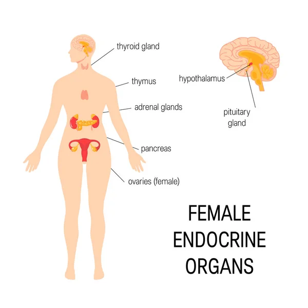 Órgãos endócrinos femininos. Infográfico vetorial simples em estilo plano Vetor De Stock