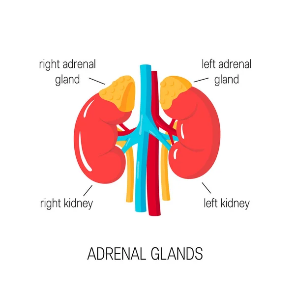 Diagrama vectorial de glándulas suprarrenales en estilo plano . — Vector de stock