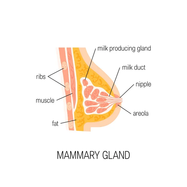Diagramme vectoriel de la glande mammaire — Image vectorielle