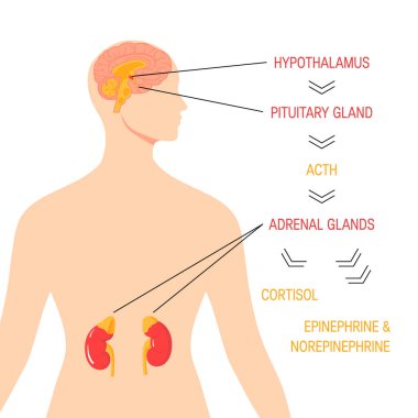 Stress response system. Vector endocrine medical diagram clipart