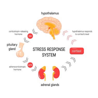 Stress response system. Vector endocrine medical diagram clipart
