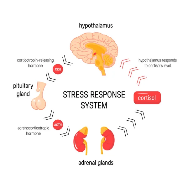 Sistema de respuesta al estrés. Diagrama médico endocrino vectorial — Vector de stock