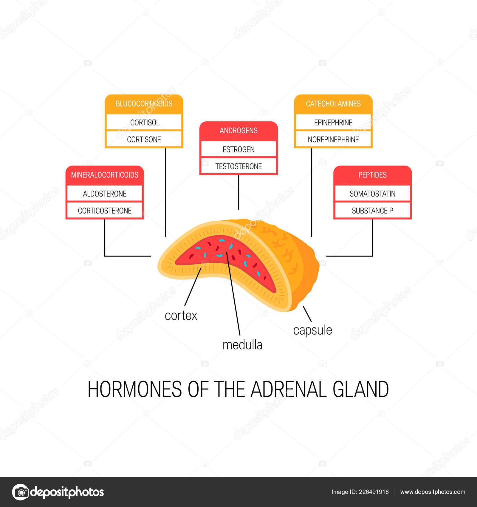 Hormones Of The Adrenal Gland Vector Diagram Stock Vector Image By
