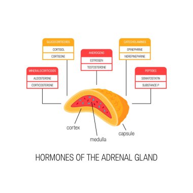 Hormones of the adrenal gland, vector diagram clipart