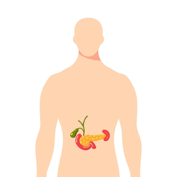 Medicinsk illustration av bukspottkörteln, vektorillustration — Stock vektor