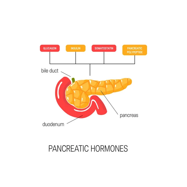 Diagrama médico dos hormônios pancreáticos, ilustração vetorial Gráficos De Vetores