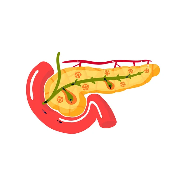 Funzioni del concetto di pancreas. Illustrazione vettoriale — Vettoriale Stock