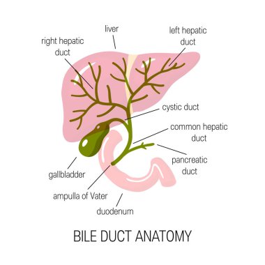 Human bile duct, vector illustration clipart