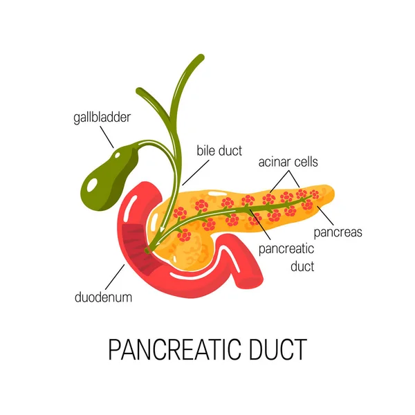 Funzioni del concetto di pancreas. Illustrazione vettoriale — Vettoriale Stock