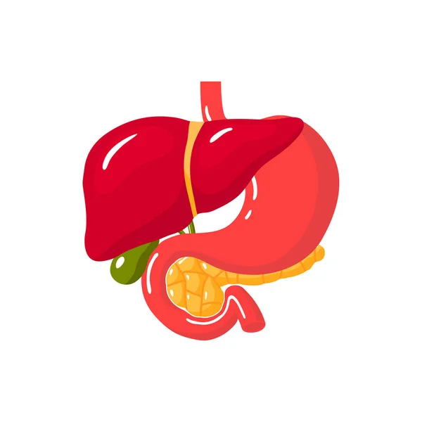 Concepto de páncreas saludable. Ilustración vectorial — Archivo Imágenes Vectoriales