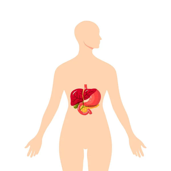 Medicínské ilustrace žlučových cest, vektorové — Stockový vektor