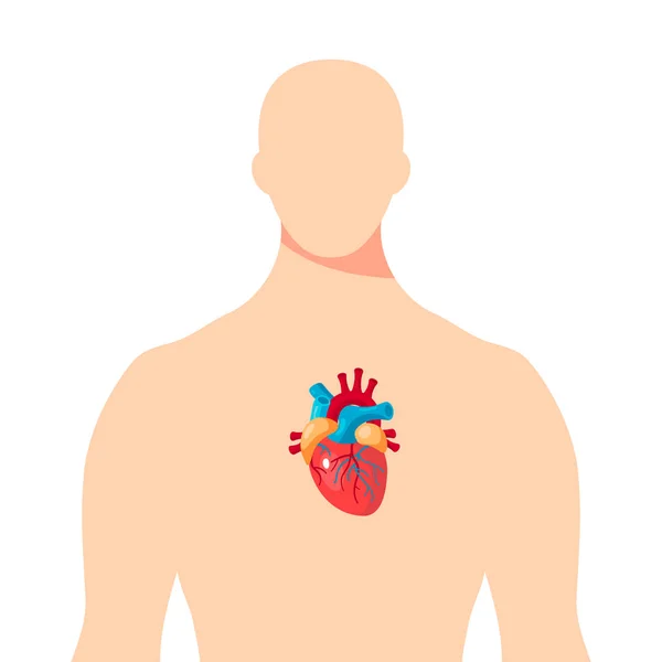 Corazón dentro del cuerpo humano masculino, vector — Vector de stock