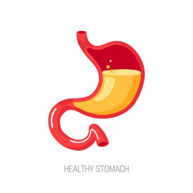 Human stomach in flat style, vector icon clipart