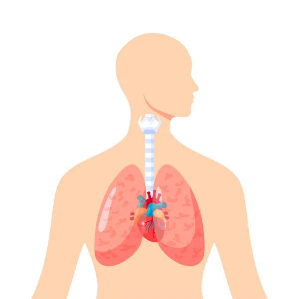 Menselijke longen vector pictogram in vlakke stijl — Stockvector