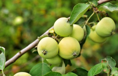 yeşil elma dalı