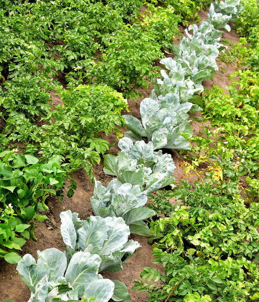   green cabbage bed 