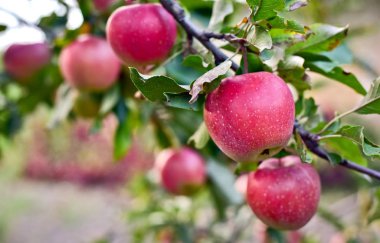 Elma dalında kırmızı elmalar