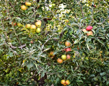yeşil elma ağacı dalları ile elma