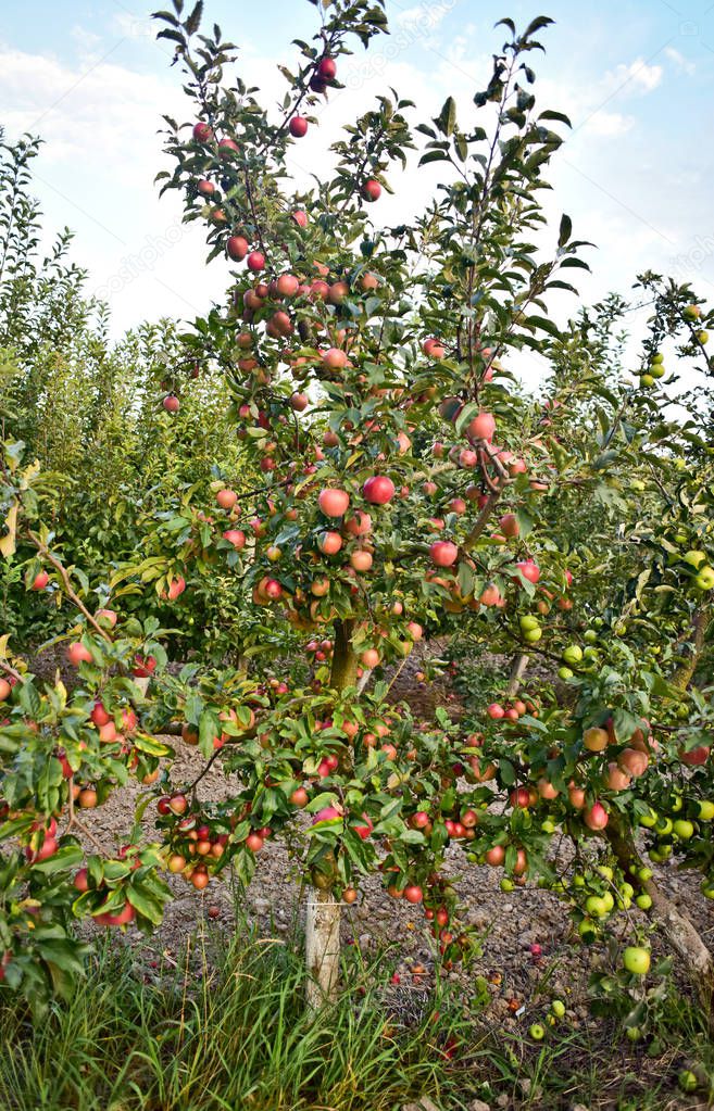  young apple tree with apples