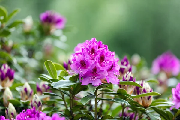 Primavera Fiori Rododendro Nello Stato Washington — Foto Stock