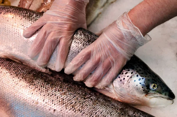 Fresh Wild Whole Salmon Ice Male Hands Gloves — Stock Photo, Image