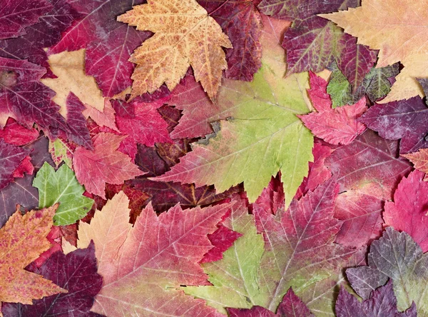 秋天质朴多彩枫叶背景在充满框架布局 — 图库照片
