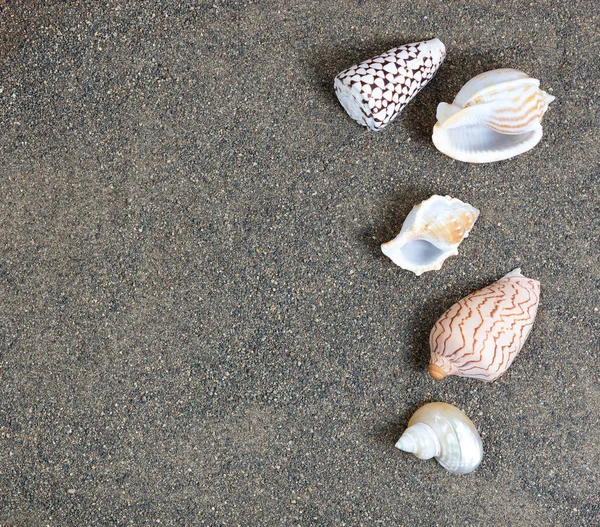 Пляжний Пісок Чистими Морськими Мушлями — стокове фото